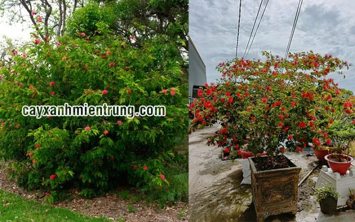 Cận cảnh chùm hoa Kiều Hùng đỏ với nhụy mảnh mai, cần biết cách trồng cây kiều hùng để đạt được chất lượng hoa này