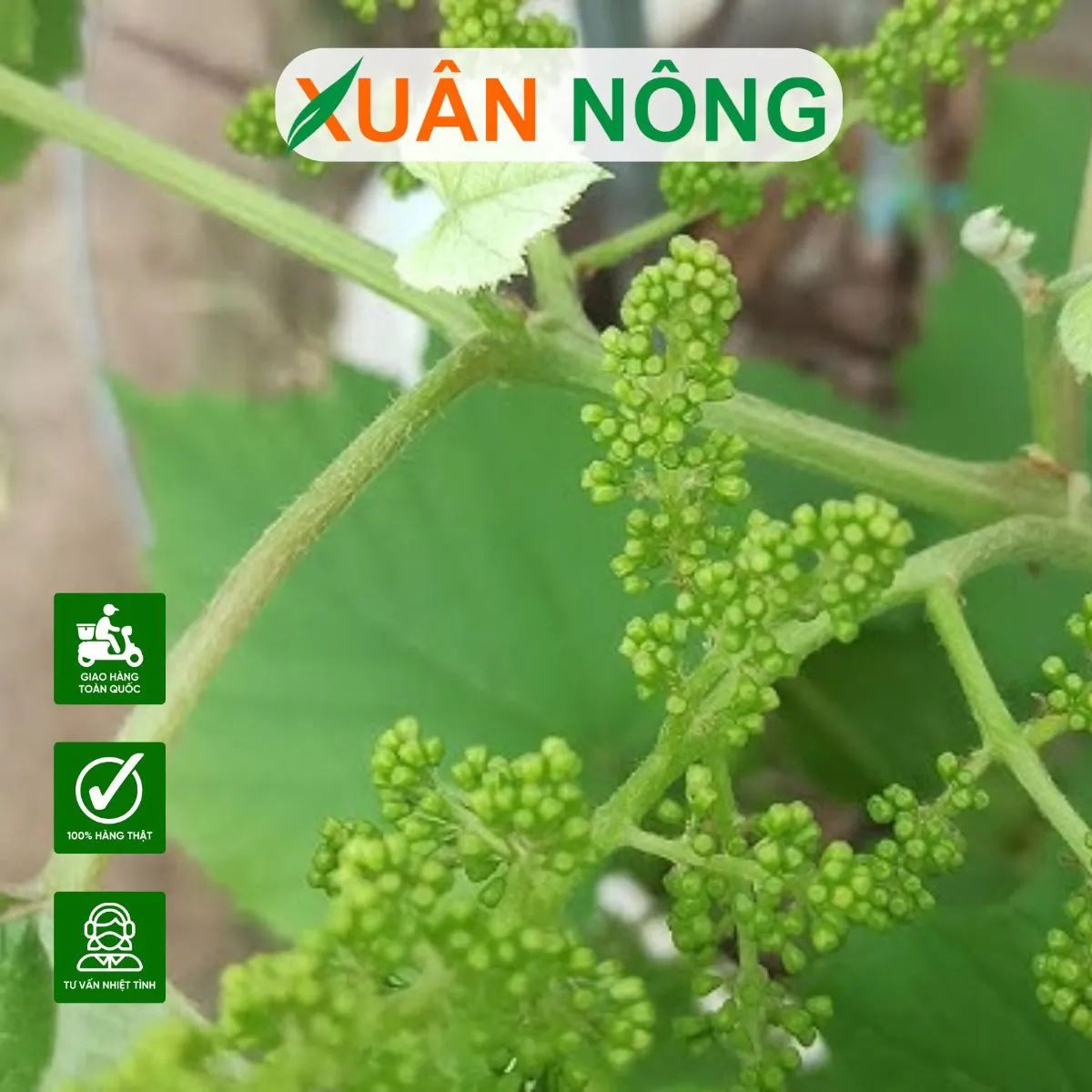 Cận cảnh chùm hoa nho đang nở rộ, màu xanh non mơn mởn, minh họa cho giai đoạn quan trọng nhất của quá trình đậu trái.