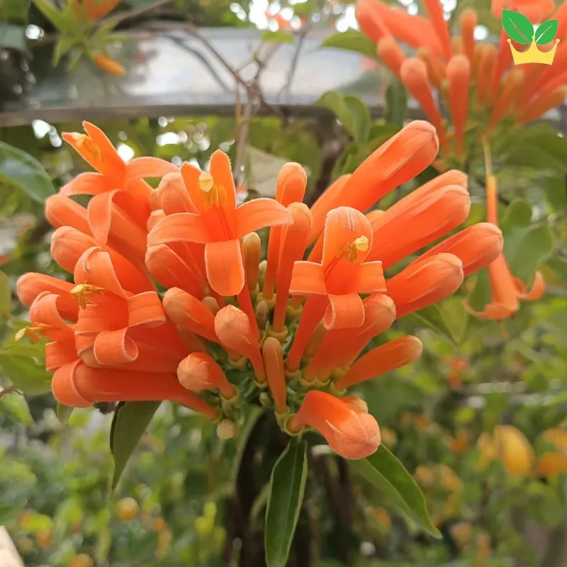 Cận cảnh chùm hoa rạng đông màu đỏ cam rực rỡ với cấu trúc hình ống độc đáo