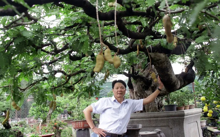 Cận cảnh chùm quả me trên cây me bonsai, với màu sắc tự nhiên