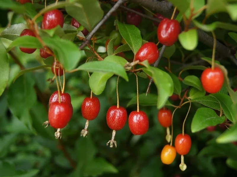 Cận cảnh chùm quả nhót Mỹ, một giống nhót mới với vị ngọt