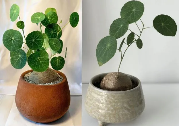 Cận cảnh củ Bình Vôi và lá cây xanh tươi