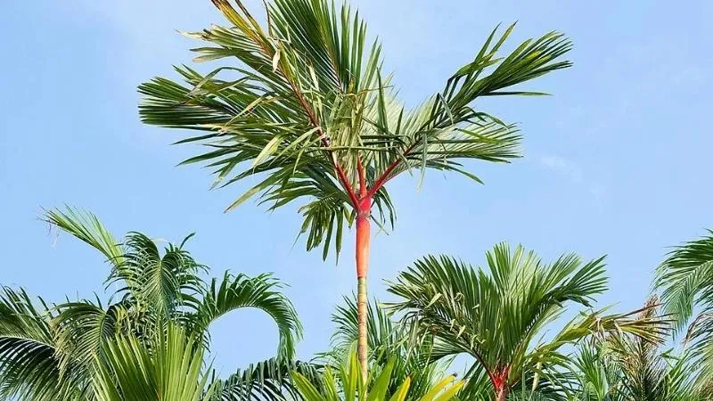 Cận cảnh cụm bẹ lá cau đỏ non mới nhú rực rỡ dưới ánh nắng