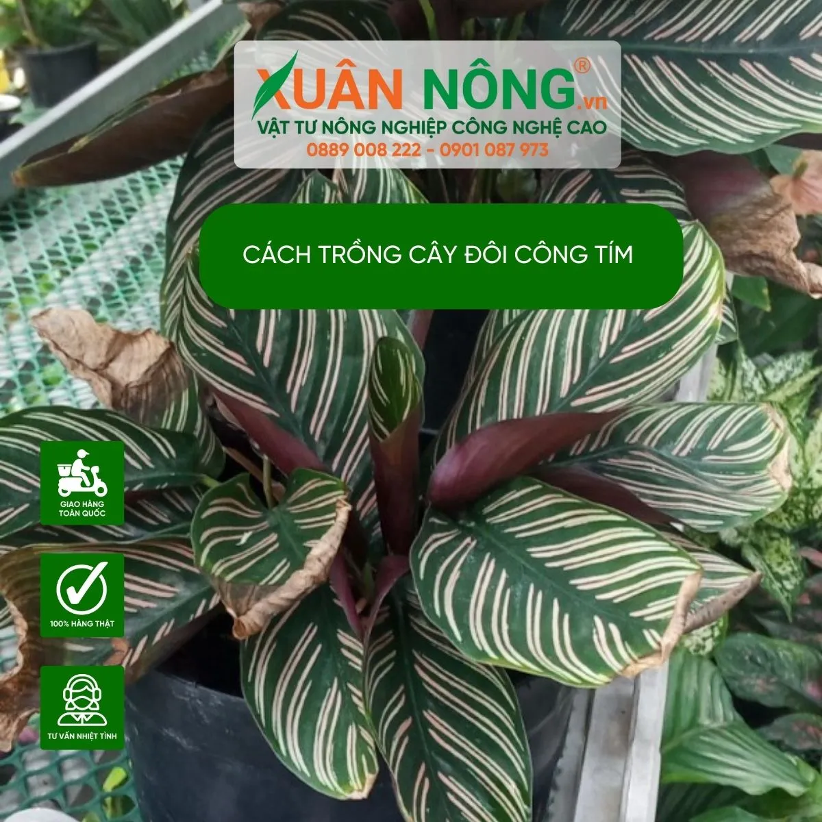 Cận cảnh đặc điểm lá và hoa cây đuôi công tím, loại cây cảnh trang trí đẹp mắt