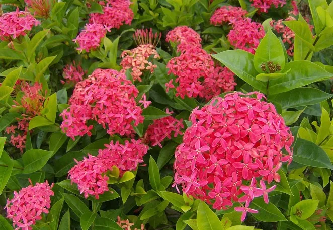 Cận cảnh đặc tính của cây bông trang, thể hiện thân gỗ và lá xanh mướt