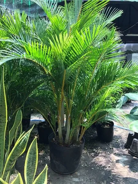 Cận cảnh dừa cảnh và trúc cần câu, những loại cây cảnh nên trồng trong vườn để tạo bóng mát.