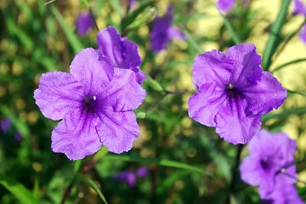 Cận cảnh hoa Chiều Tím màu tím đặc trưng Ruellia Brittoniana