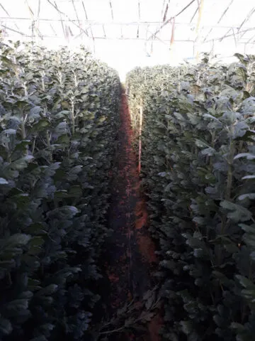 Cận cảnh hoa cúc chùm Đà Lạt nở rộ với nhiều bông trên một cành