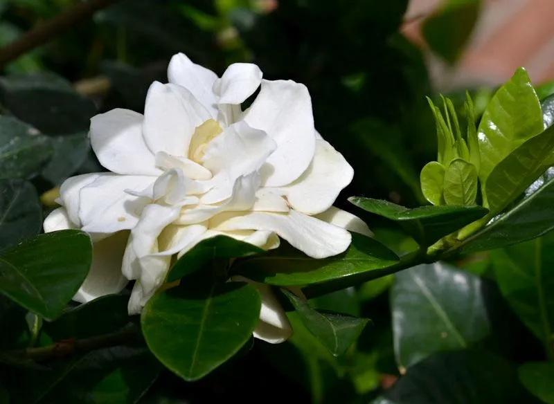 Cận cảnh hoa dành dành kép với nhiều lớp cánh dày dặn, khác biệt so với hoa đơn truyền thống