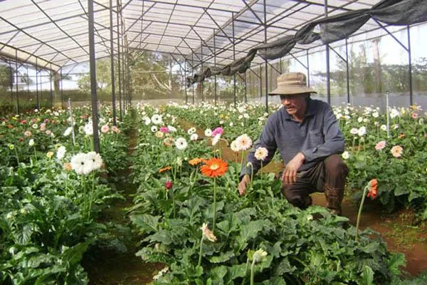 Cận cảnh hoa đồng tiền kép màu đỏ rực rỡ