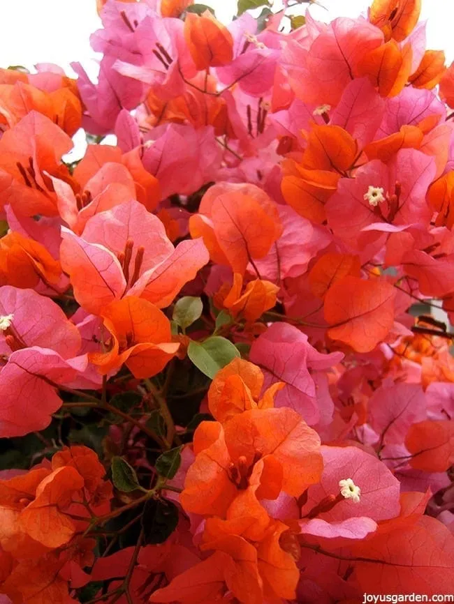 Cận cảnh hoa giấy Mỹ màu cam và hồng nở rộ, rực rỡ dưới nắng