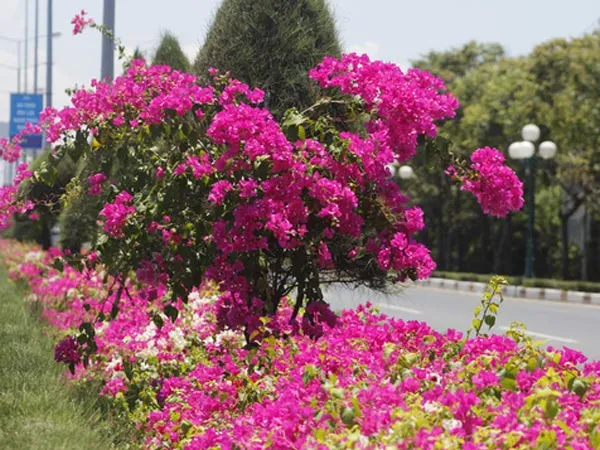 Cận cảnh Hoa Giấy trồng thành hàng rào, chứng minh khả năng chịu khô hạn cao của cây trồng dải phân cách này