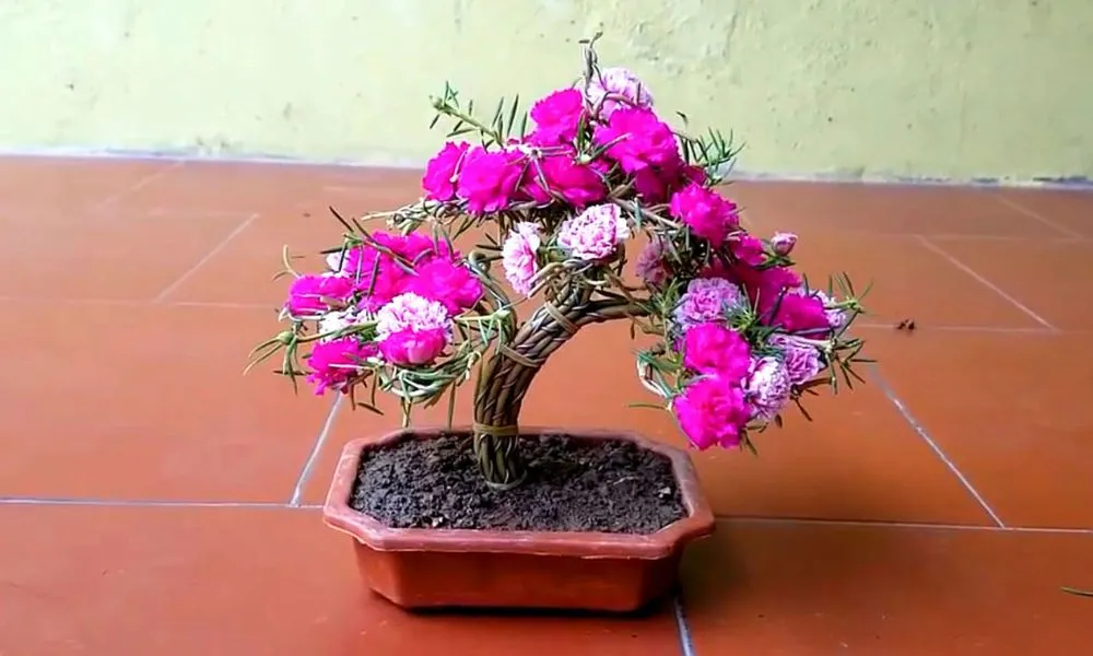 Cận cảnh hoa mười giờ nở đẹp, thể hiện cơ chế sinh học độc đáo