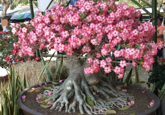 Cận cảnh hoa sứ Adenium nở rộ màu đỏ tươi tắn, minh họa cho cách chăm cây hoa sứ đạt chất lượng hoa đẹp