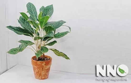 Cận cảnh lá cây Bạch Mã Hoàng Tử với gân trắng đặc trưng