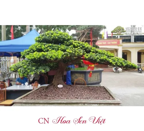 Cận cảnh lá cây tùng kim cương, cần lưu ý khi áp dụng cách chăm sóc cây tùng kim về độ ẩm