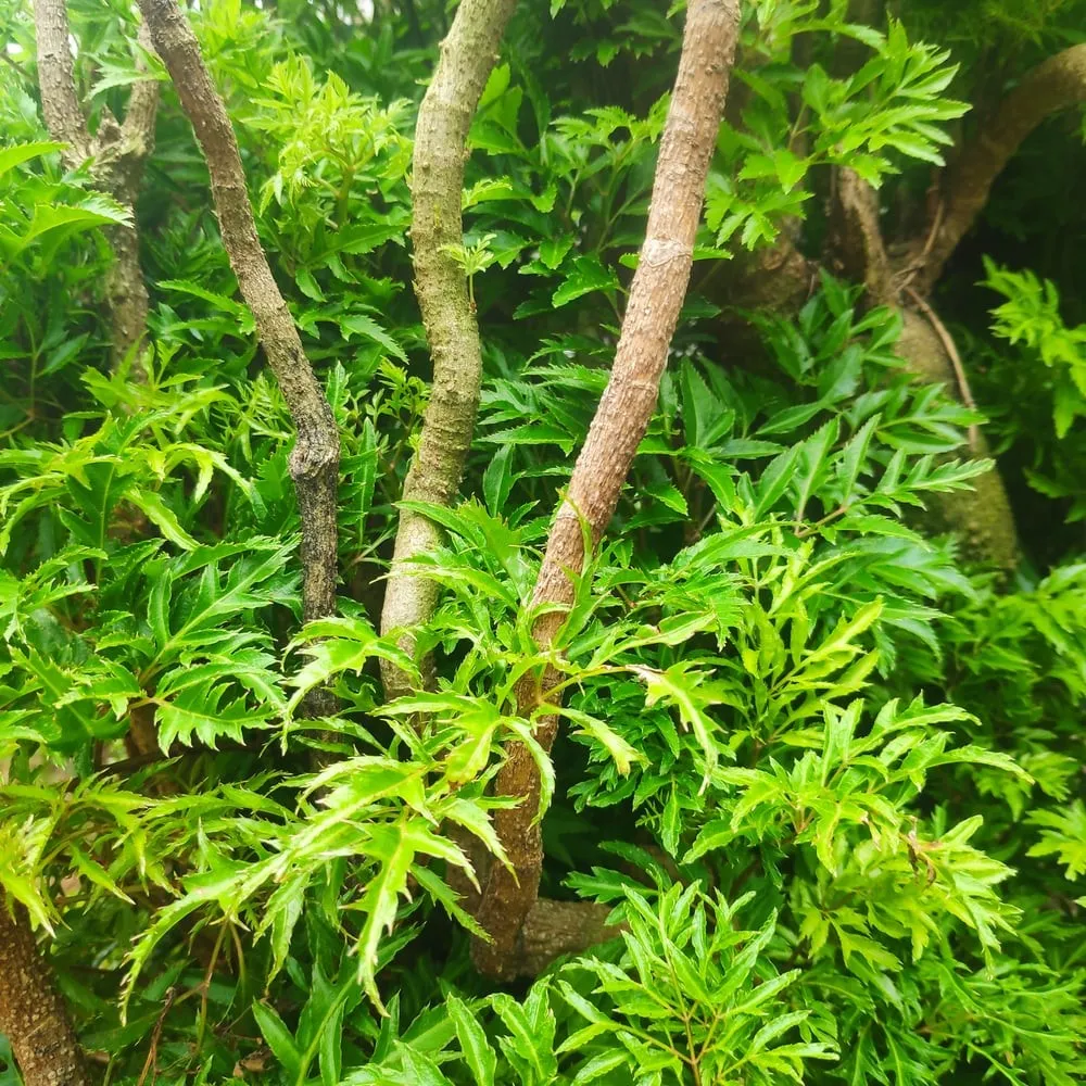 Cận cảnh lá đinh lăng xanh tốt, biểu tượng của sự sinh trưởng và tài lộc khi trồng trước nhà