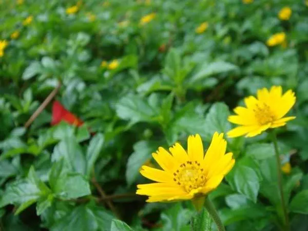 Cận cảnh lá và cành hoa cúc dại, minh họa cho đặc tính thân thảo của cây