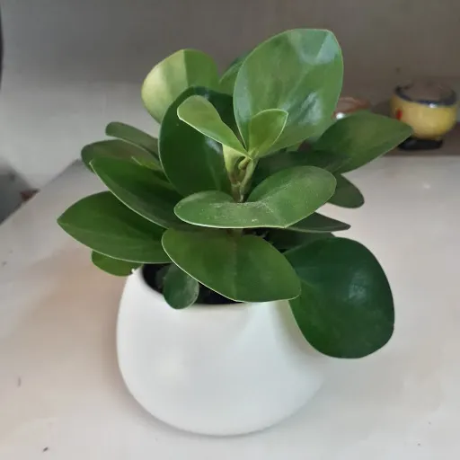 Cận cảnh lá xanh dày, mọng nước của cây Trường Sinh, một loại cây để bàn hợp mệnh