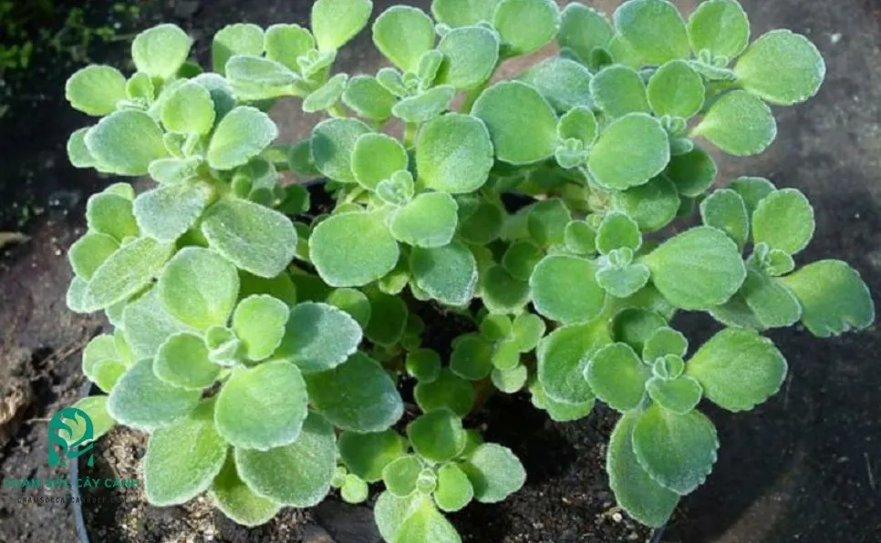 Cận cảnh lá xanh mọng và thân cây Nhất Mạt Hương, nhấn mạnh mùi thơm đặc trưng