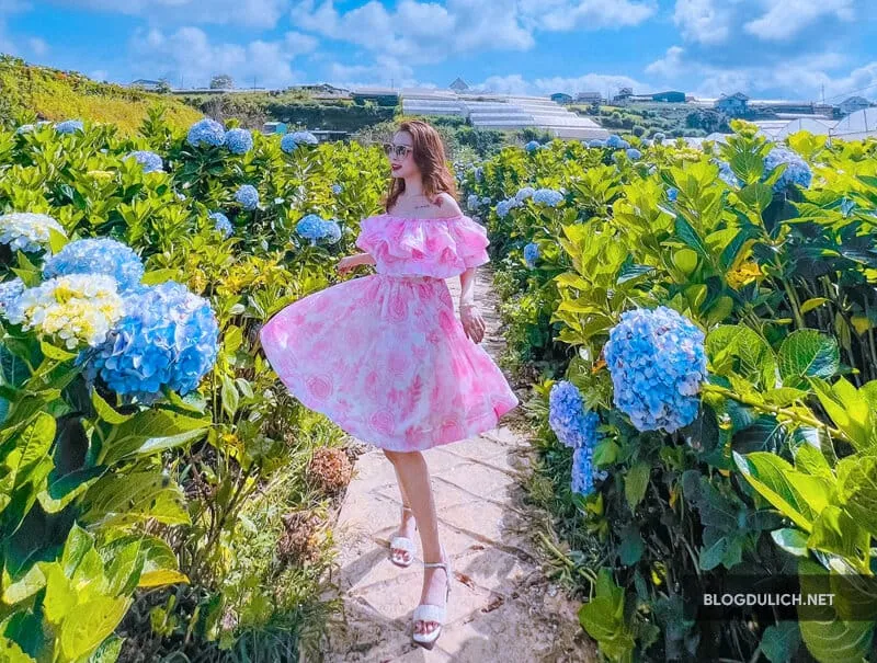 Cận cảnh một bình hoa cẩm tú cầu đã cắt cành, màu xanh và trắng, tươi lâu