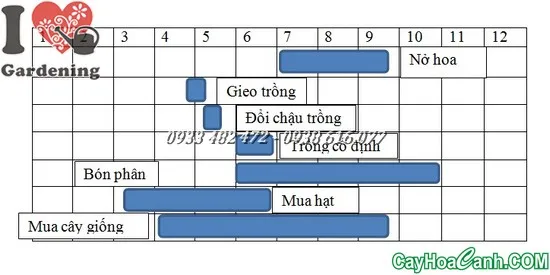 Cận cảnh một bông hoa hướng dương đã nở rộ