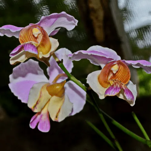 Cận cảnh một bông Lan Vanda Lá Kim đã nở bung, khoe màu sắc tươi tắn