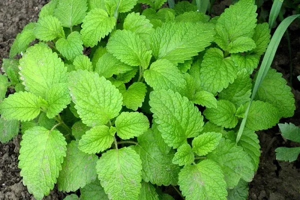 Cận cảnh một cây bạc hà tươi tốt trong vườn, đang được chăm sóc cẩn thận