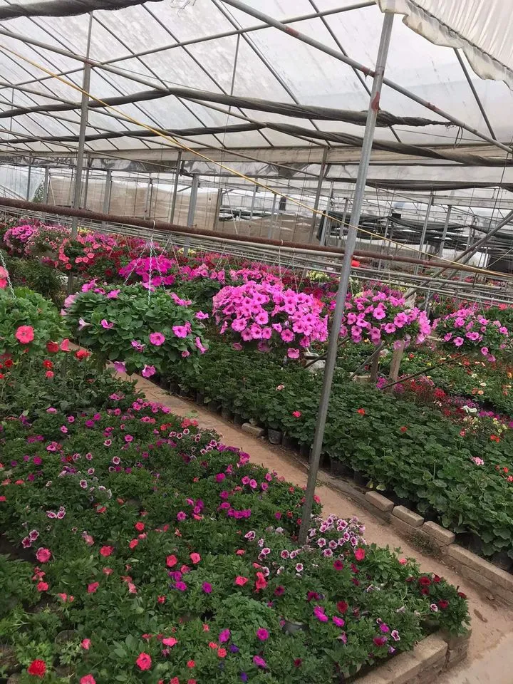 Cận cảnh một chậu dạ yến thảo màu tím lavender, nhẹ nhàng và lãng mạn