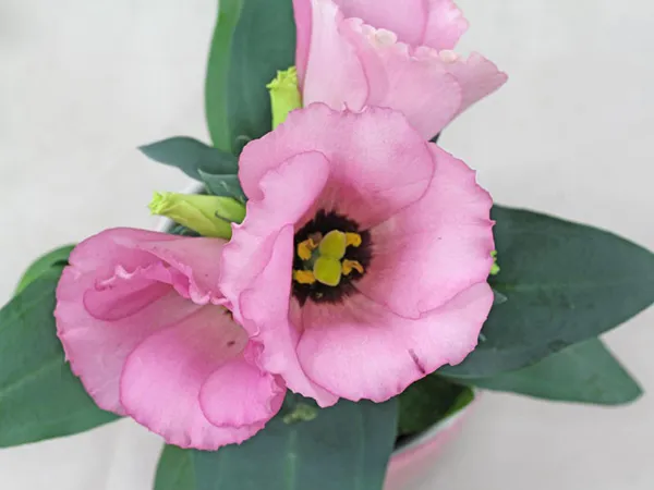 Cận cảnh một chậu hoa cát tường lớn với nhiều cành hoa đang nở rộ, sẵn sàng để thu hoạch