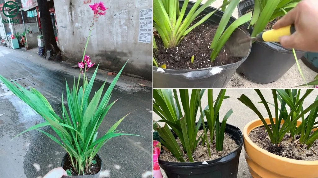 Cận cảnh một chậu hoa Lan Đất đang được trồng tại nhà