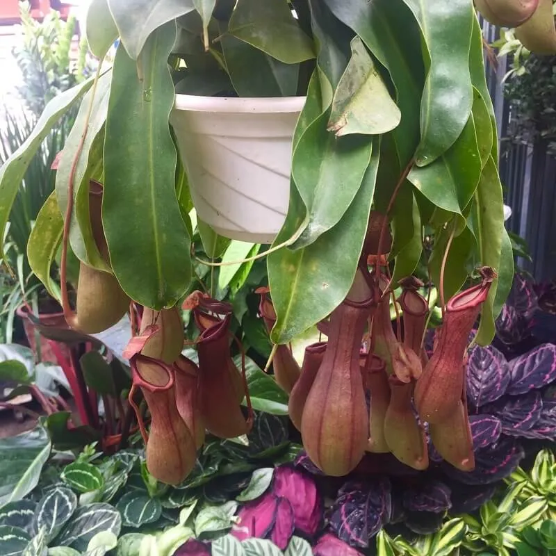 Cận cảnh một chiếc ấm Nắp Ấm có màu sắc nổi bật, thu hút côn trùng