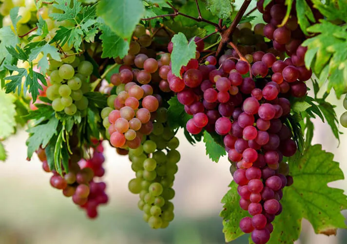 Cận cảnh một chùm nho đang phát triển, cho thấy cần phải chăm sóc phòng trừ sâu bệnh cẩn thận