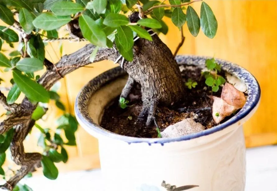 Cận cảnh người chơi cây đang chăm sóc và cắt tỉa cành cây cẩm thị bonsai