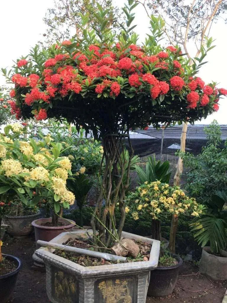 Cận cảnh những bông hoa mẫu đơn với màu đỏ tươi, thể hiện rõ đặc điểm năm cánh và mọc thành chùm