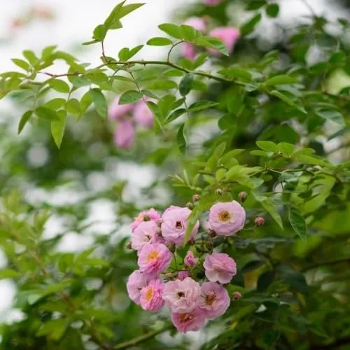 Cận cảnh những bông hoa tầm xuân, không chỉ đẹp mà còn là dược liệu quý