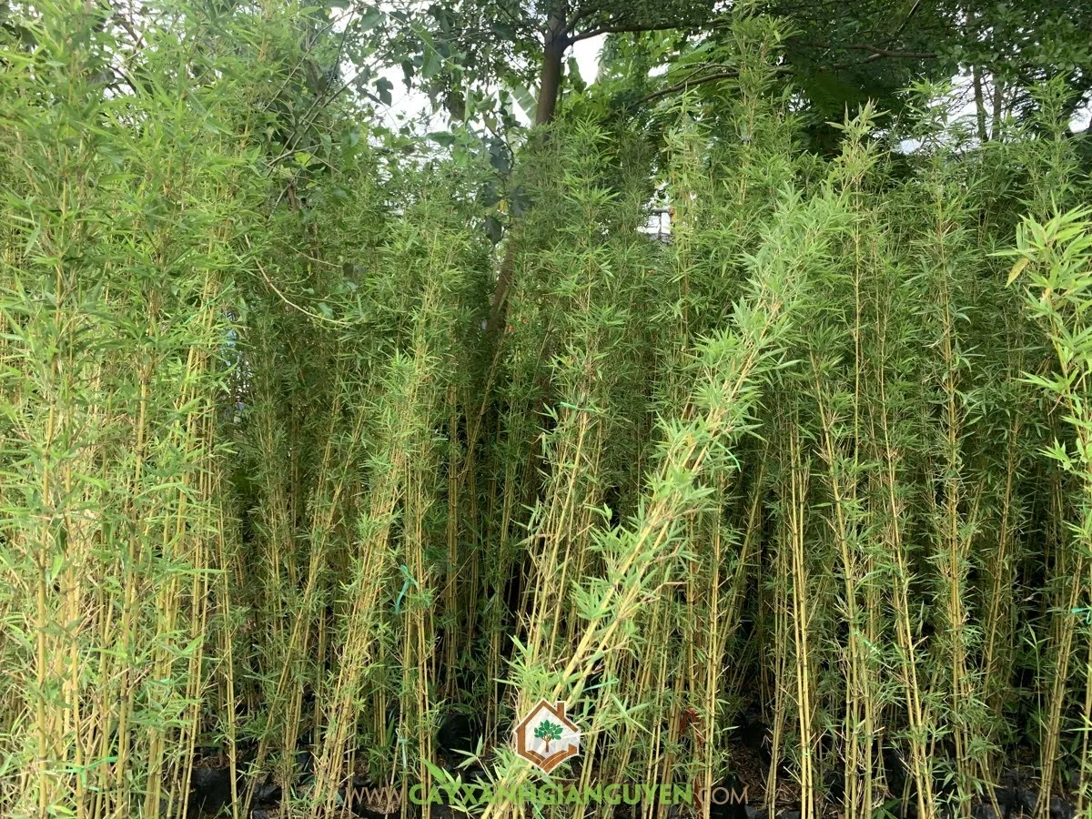 Cận cảnh những thân trúc quân tử mọc thành bụi với lá xanh mướt
