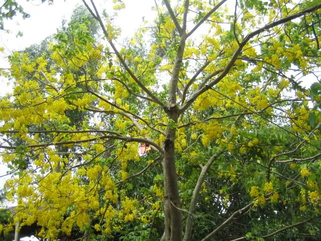 Cận cảnh nụ hoa Hoàng Lan sắp nở