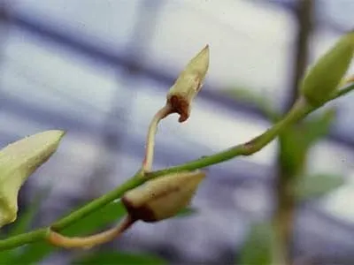 Cận cảnh nụ hoa lan Hồ Điệp bị thối đen do nhiễm khuẩn chăm sóc sai cách