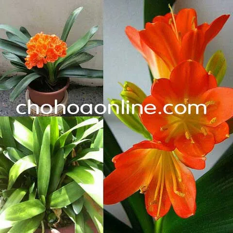 Cận cảnh phiến lá dẹt, dài, xanh lục bóng của cây Lan Quân Tử