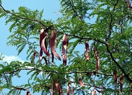 Cận cảnh quả bồ kết được phơi khô, minh họa quy trình thu hoạch và cách trồng cây bồ kết