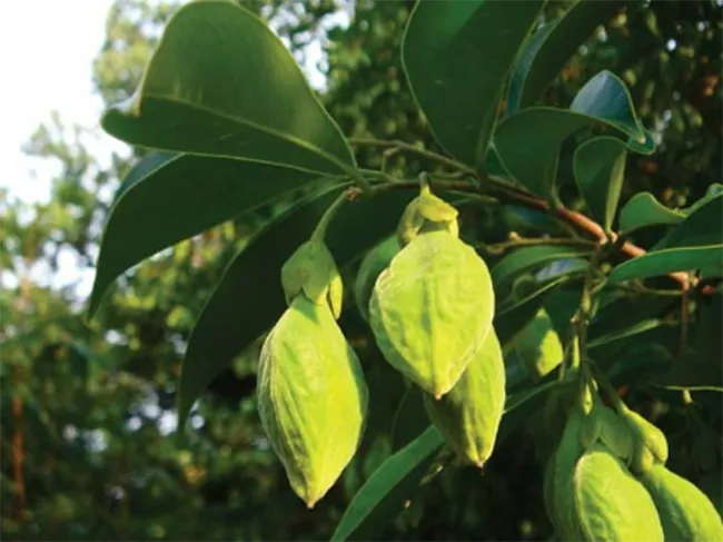 Cận cảnh quả của cây trầm hương