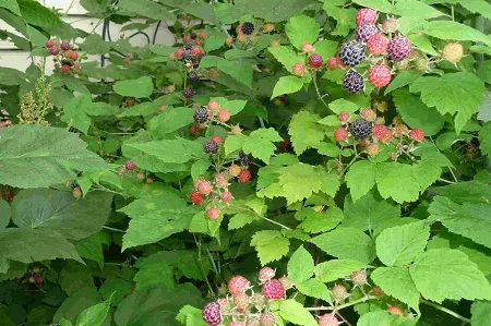 Cận cảnh quả phúc bồn tử chín mọng trong mùa thu hoạch