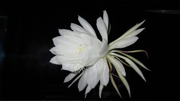 Cận cảnh thân cây giao long màu xanh lục, có cấu trúc phân nhánh dày đặc, thể hiện vẻ đẹp mạnh mẽ và kiên cường