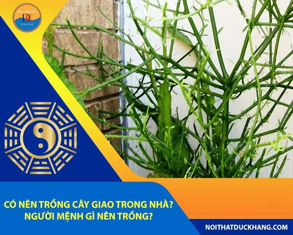Cận cảnh thân cây giao với nhiều nhánh mọc tủa ra như xương cá, minh họa có nên trồng cây giao trong nhà