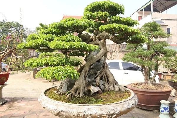 Cận cảnh thân Sanh bonsai với những đường nét uốn lượn và phần vỏ cây độc đáo.