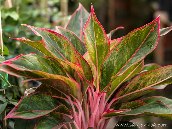 Cận cảnh thân và lá cây phú quý với màu đỏ hồng đặc trưng, thể hiện nghệ thuật trồng thủy canh