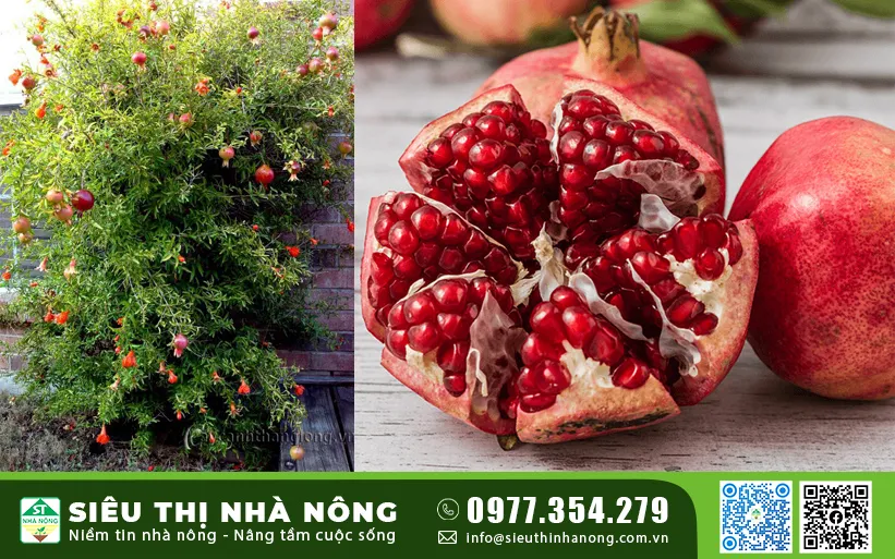 Cận cảnh trái lựu thái đỏ rực, giàu dinh dưỡng và hạt mọng nước