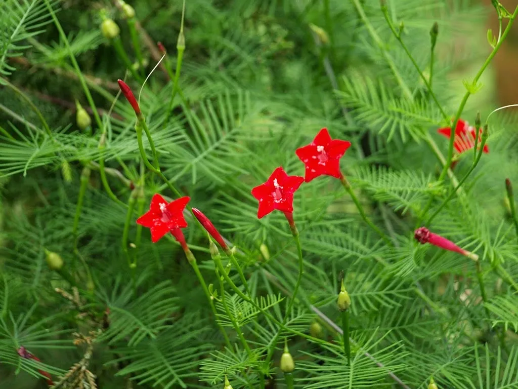Cận cảnh vẻ đẹp thanh thoát và lá xẻ độc đáo của hoa tóc tiên leo trên giàn, một loài cây dây leo rực rỡ
