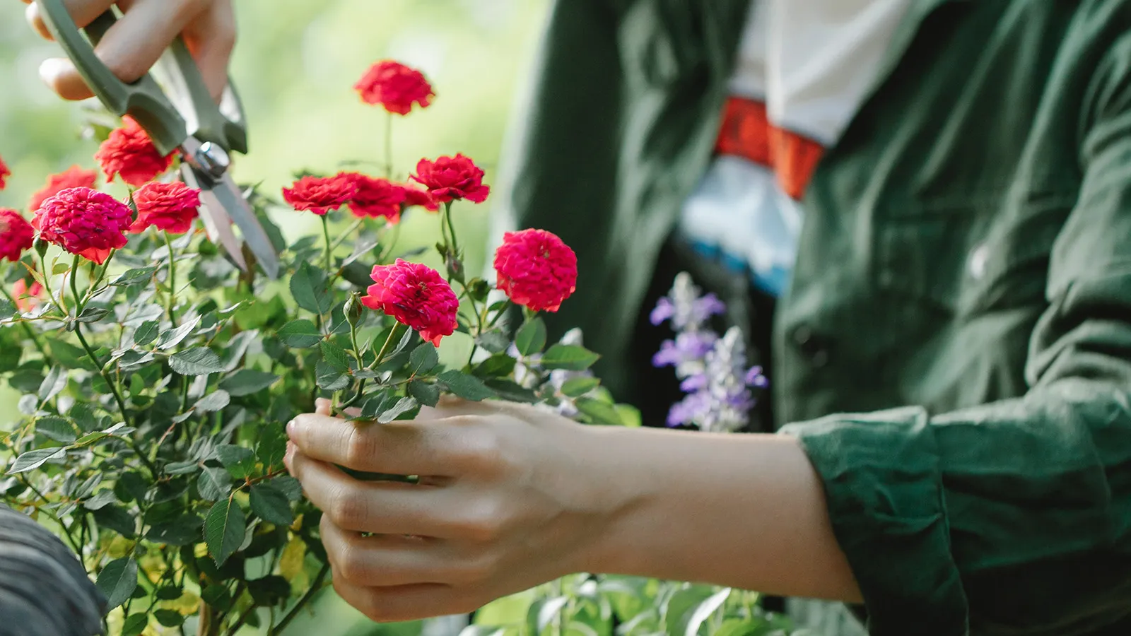 Cận cảnh việc cắt tỉa lá úa vàng trên cây cảnh để kích thích sinh trưởng